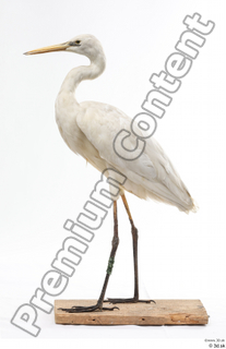 Stork  2 whole body 0001.jpg